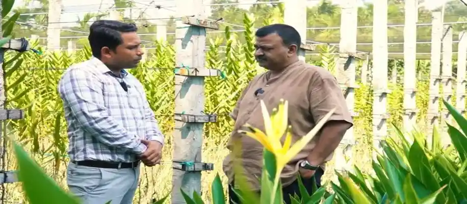 ऑर्किड फूलों की खेती, पैसा ही पैसा_7054