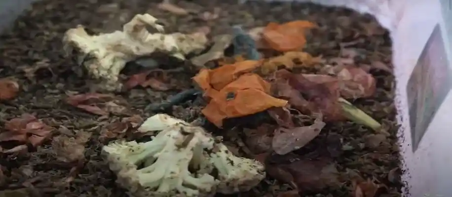 काली मक्खी की अनोखी खेती_6280