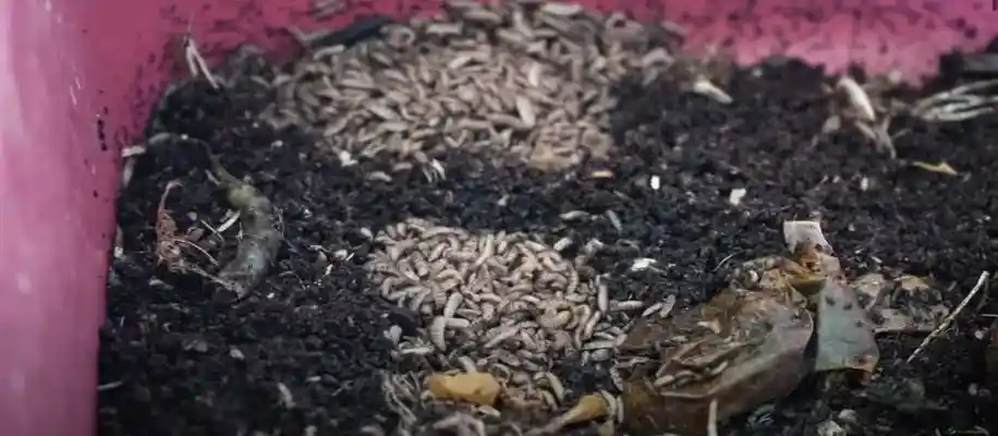 काली मक्खी की अनोखी खेती_6280