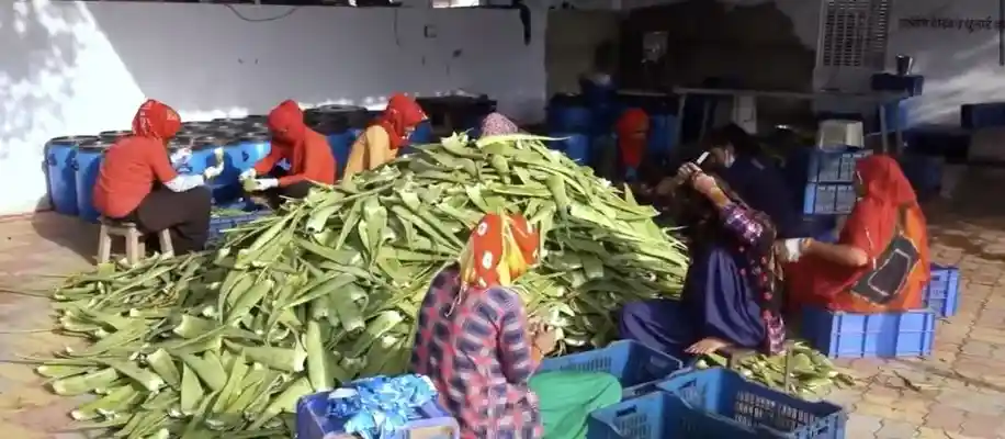 एलोवेरा की खेती और उससे बनने वाले प्रमुख उत्पाद_4082