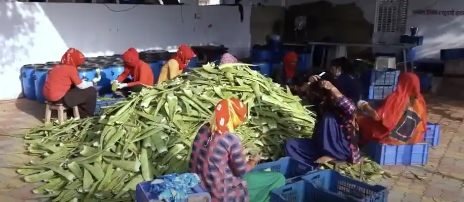 एलोवेरा की खेती और उससे बनने वाले प्रमुख उत्पाद_4082