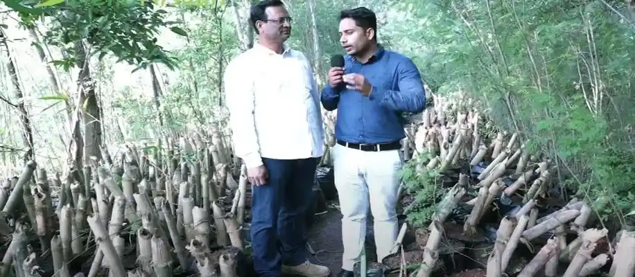 बांस की खेती कर लाखों रुपए कमा रहे लोग_3400