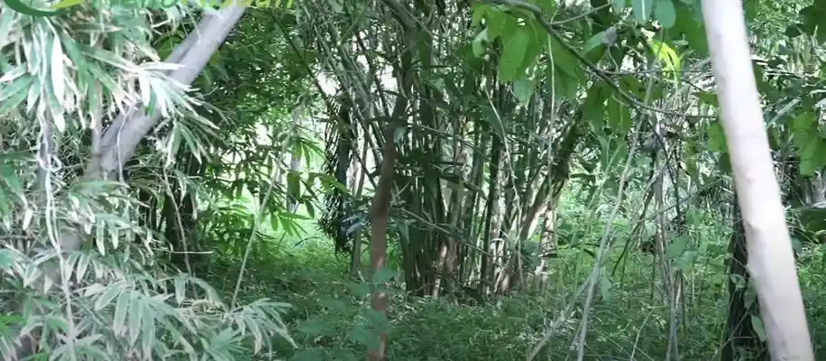 बांस की खेती कर लाखों रुपए कमा रहे लोग_3400