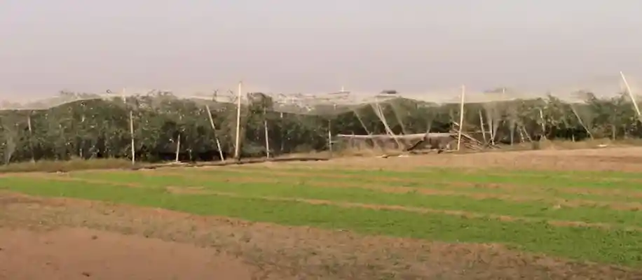 किसानों को धनवान बना रही एप्पल बेर की खेती_3293