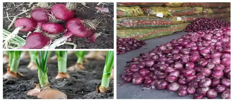दुनिया की सबसे बड़ी प्याज: खेती और वैरायटी_8455