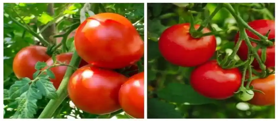 दुनिया का सबसे बड़ा टमाटर और भारत में टमाटर की खेती_4270