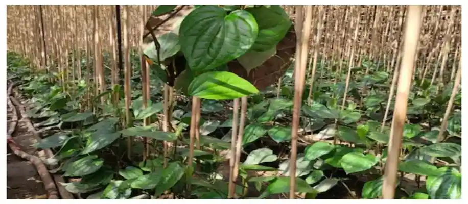 पान के पत्तों की खेती, कमा रहे लाखों_2923