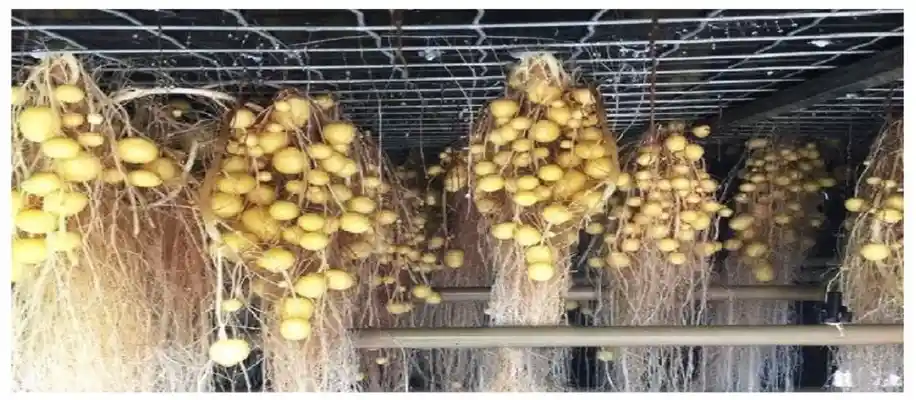 हाइड्रोपोनिक से आलू उगाने की अनोखी विधि_8769