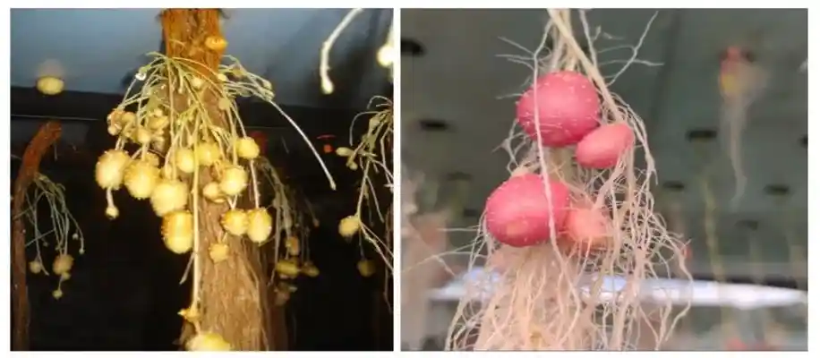 हाइड्रोपोनिक से आलू उगाने की अनोखी विधि_8769