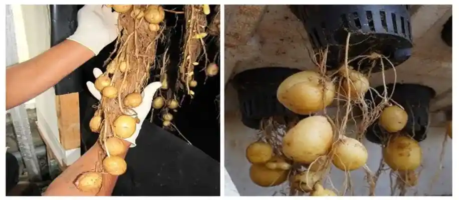 हाइड्रोपोनिक से आलू उगाने की अनोखी विधि_8769