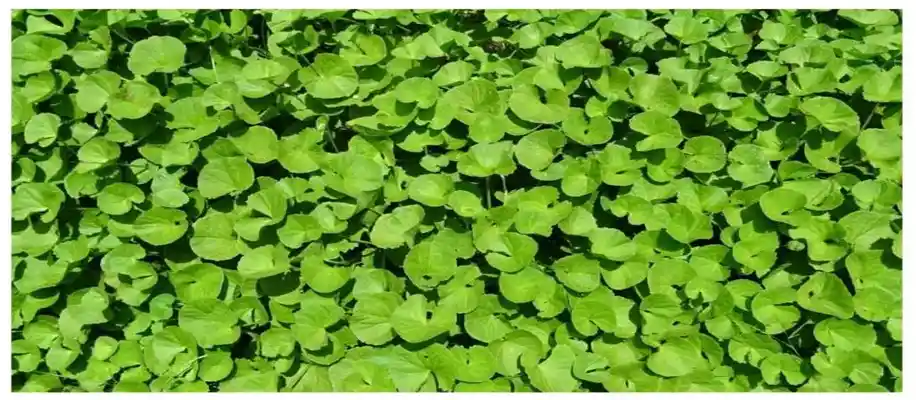 औषधीय पौधों की खेती, मुनाफा लाख गुना_4010