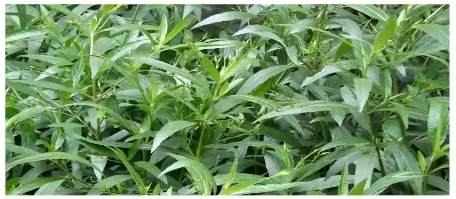 औषधीय पौधों की खेती, मुनाफा लाख गुना_4010