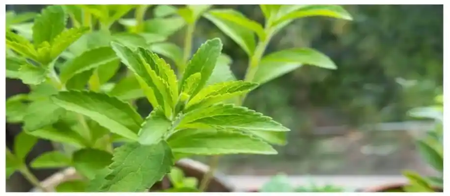 औषधीय पौधों की खेती, मुनाफा लाख गुना_4010