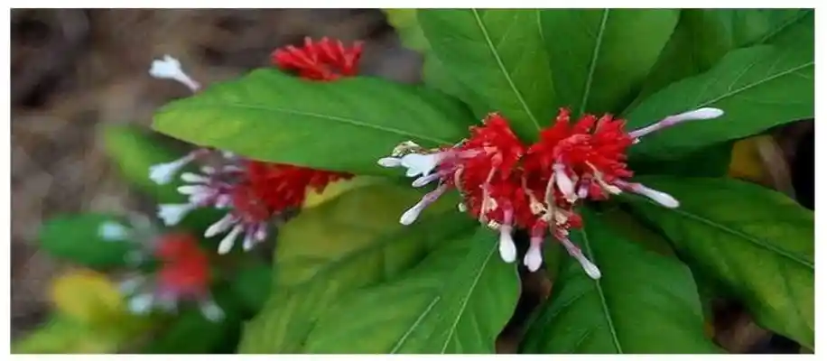 औषधीय पौधों की खेती, मुनाफा लाख गुना_4010