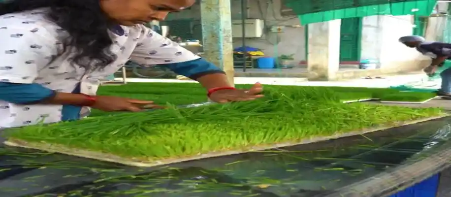 व्हीटग्रास: सुपरफूड से हर्बल उत्पाद तक_4642