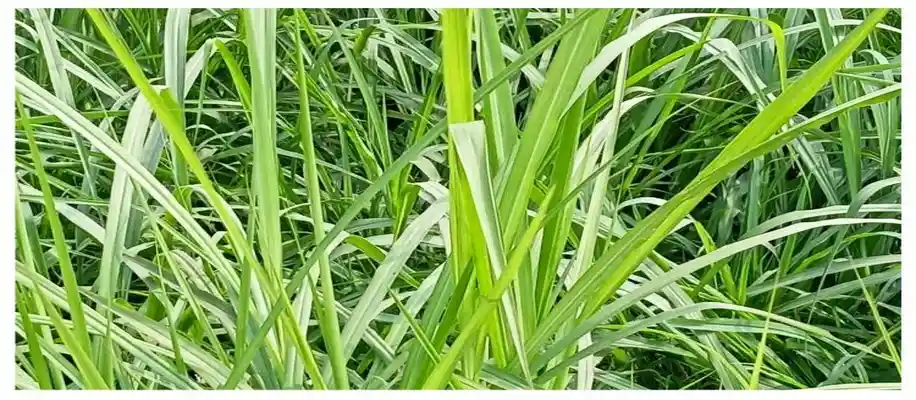 पौष्टिक चारे के लिए उपयुक्त नेपियर घास की खेती_8068