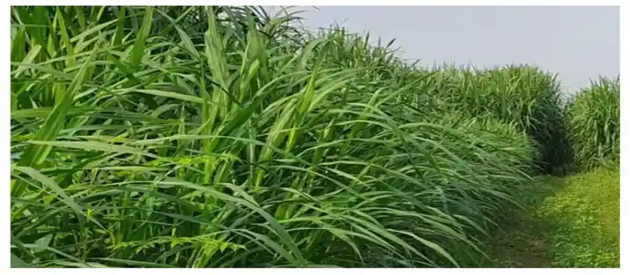 पौष्टिक चारे के लिए उपयुक्त नेपियर घास की खेती_8068