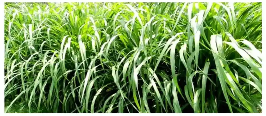 पौष्टिक चारे के लिए उपयुक्त नेपियर घास की खेती_8068