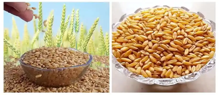 पिछेती गेहूं की किस्में और उनकी सफल खेती_1738