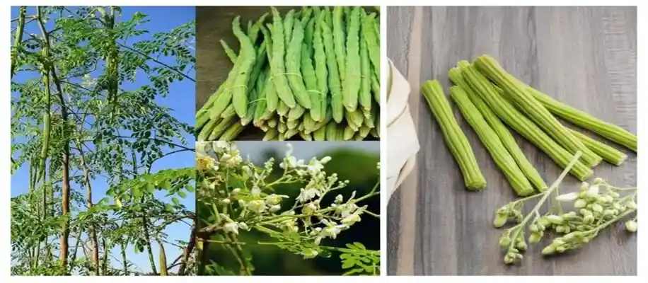 सुपरफूड्स की खेती और उनके लाभ_5819