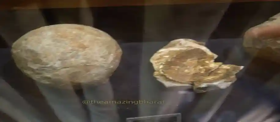 प्राकृतिक अद्भुत खजाने  मालेगांव महाराष्ट्र में मिली अनमोल चीज़ें_2145