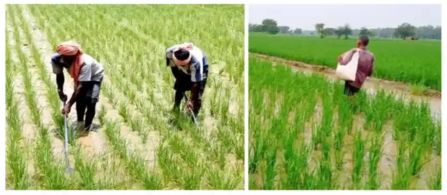 खेती में चूने का उपयोग कर रहा सभी उर्वरकों की छुट्टी_1253
