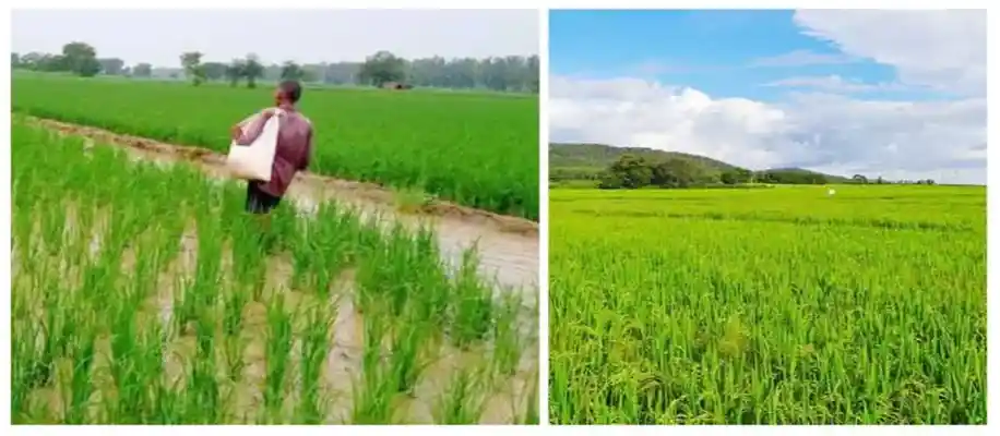 खेती में चूने का उपयोग कर रहा सभी उर्वरकों की छुट्टी_1253
