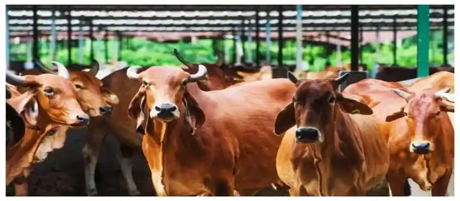 पशुपालन और खेती: बेहतर आय के लिए संयोजन_4899
