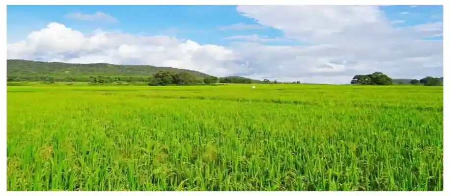 भारत में मौसम के अनुसार फसल चक्र_1736