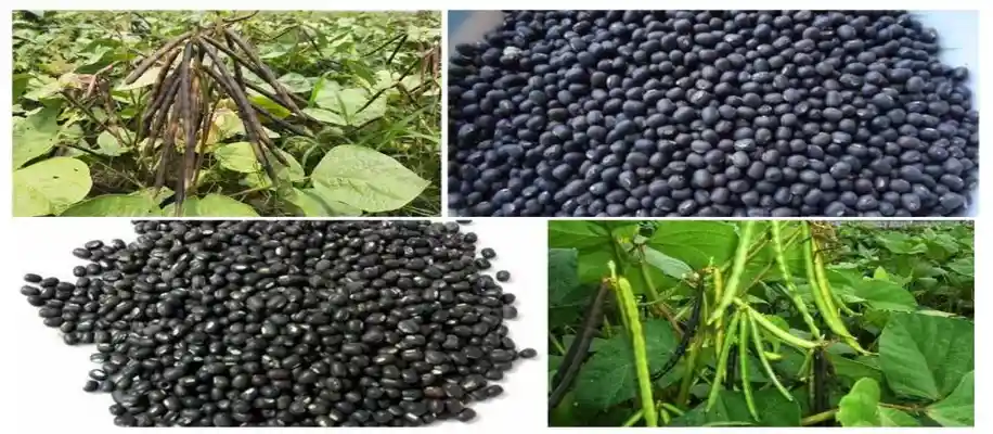 उड़द की दाल: एक महत्वपूर्ण फसल और किसानो के लिए फायदेमंद_3707