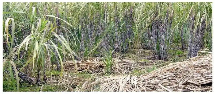 गन्ना और डी लीफ शुगरकेन (गन्ने के पत्ते उतारने) के फायदे_9811