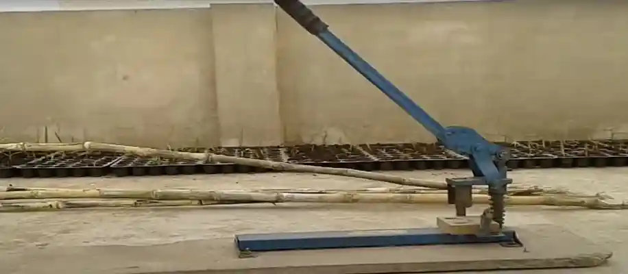 गन्ने की आँख निकालने और पौध रोपण की तकनीक_4297