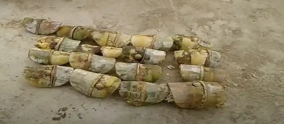 गन्ने की आँख निकालने और पौध रोपण की तकनीक_4297