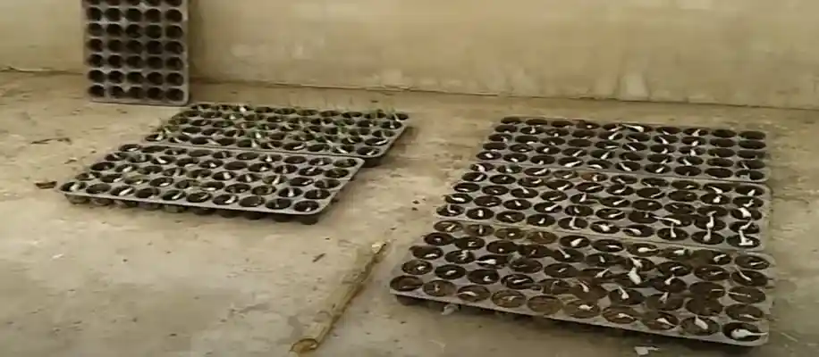 गन्ने की आँख निकालने और पौध रोपण की तकनीक_4297