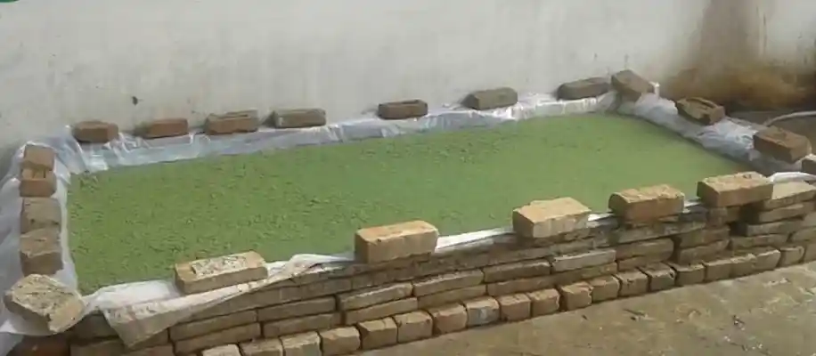 अजोला की खेती: किसानों के लिए वरदान_9052