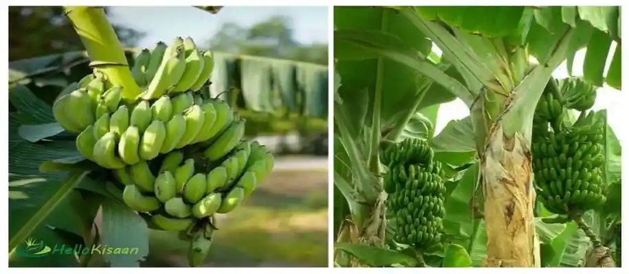 केले की खेती कैसे करे ?_2689