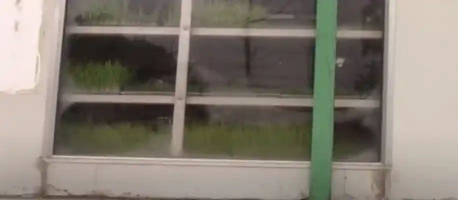 हाइड्रोपोनिक ग्रीन फोडर: बिना मिट्टी का हरा चारा_2121