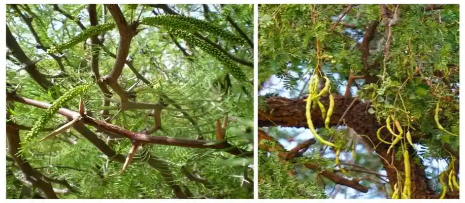 बहुमूल्य खैर के वृक्ष से कत्था प्राप्ति लाभ_5247
