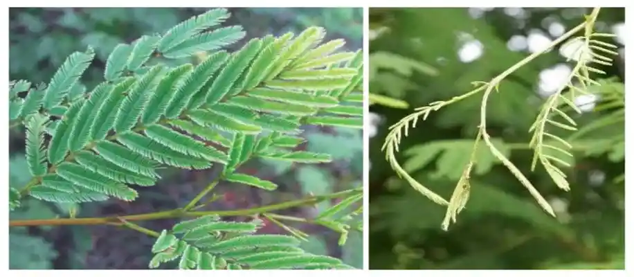 बहुमूल्य खैर के वृक्ष से कत्था प्राप्ति लाभ_5247