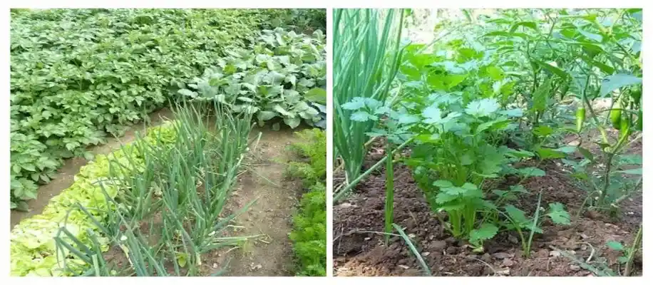 भारत में मिश्रित खेती है अधिक सफल_5150