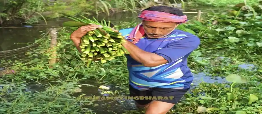 जलकुंभी से कपड़ा और कागज बनाने का अनोखा आविष्कार_2191