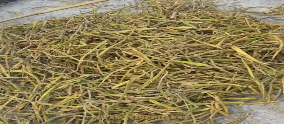 जलकुंभी से कपड़ा और कागज बनाने का अनोखा आविष्कार_2191