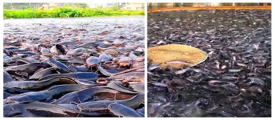 ओपन फील्ड में फिश फार्मिंग: सुल्तान भाई जी की गाइड_5145