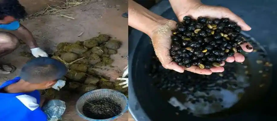जानवरों के पेट से होकर गुजरने वाले अजीब खाने-पीने के पदार्थ_4136