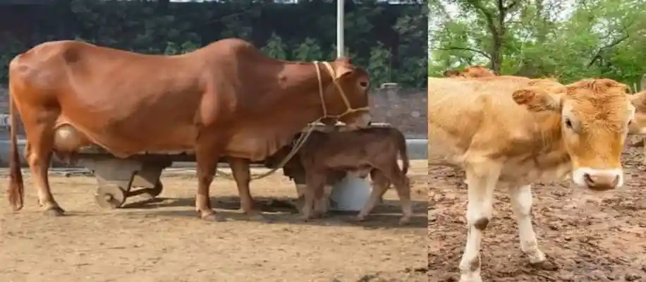जानवरों के पेट से होकर गुजरने वाले अजीब खाने-पीने के पदार्थ_4136