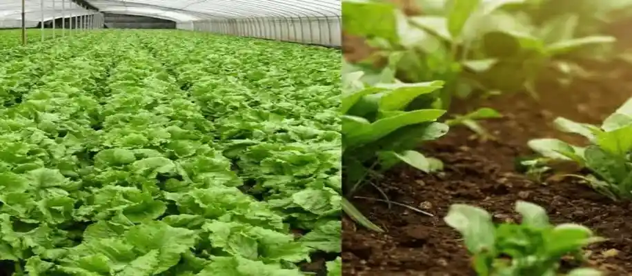 ऑर्गेनिक खेती: हकीकत या सिर्फ एक बड़ा मार्केटिंग स्कैम?_8088