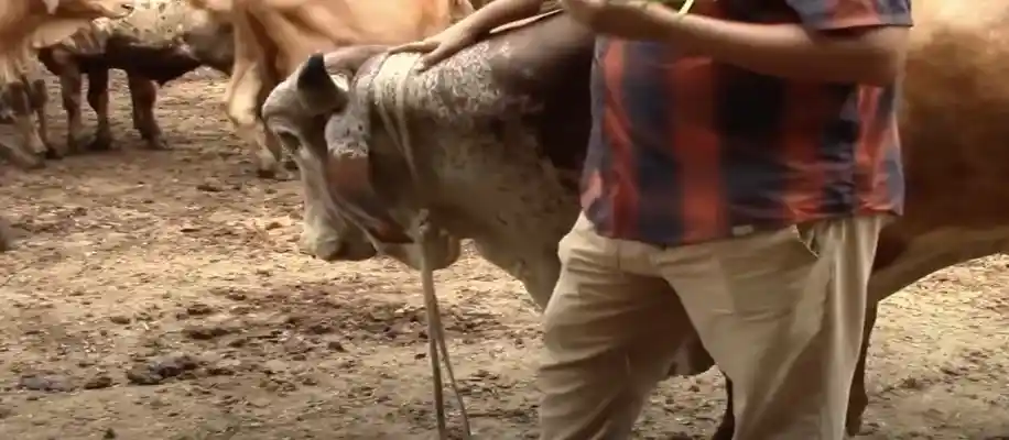 अच्छे नंदी (बैल) का महत्व डेरी के अंदर है जरुरी_1345
