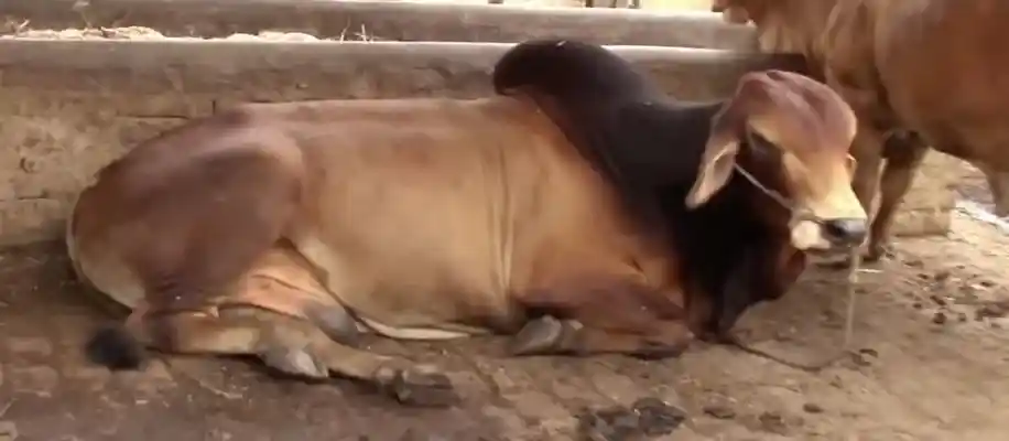 असली साहीवाल गाय की पहचान_8459