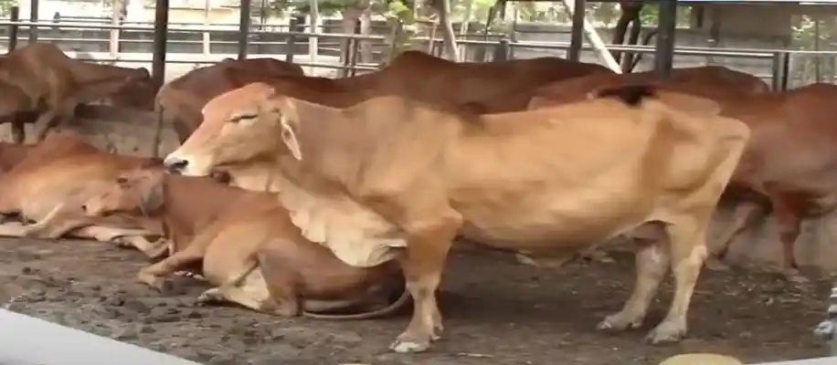 असली साहीवाल गाय की पहचान_8459