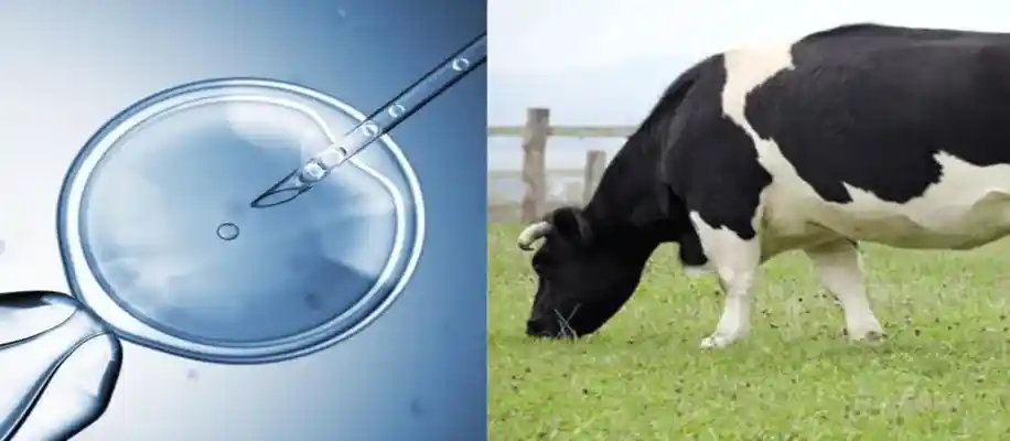 आर्टिफिशियल इंसैमिनेशन (AI) बनाम प्राकृतिक प्रजनन – कौन सा बेहतर है?_1261